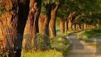 亚运足球今天各场比分-亚运足球烽火连天，今日各场比分全解析，激情与梦想交织的绿茵盛宴